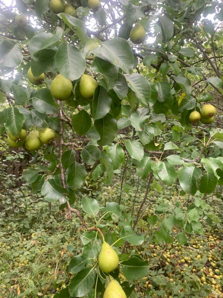 Продажа участка, Шатры,  37:03:011211:38