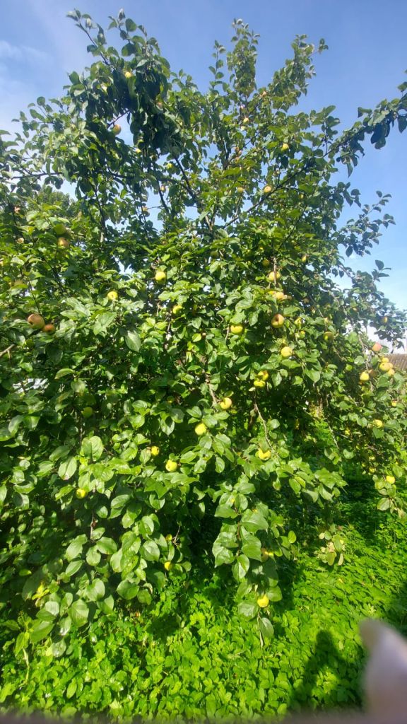 Продажа дома, 85м <sup>2</sup>, 10 сот., Спирово, Страховая,  7