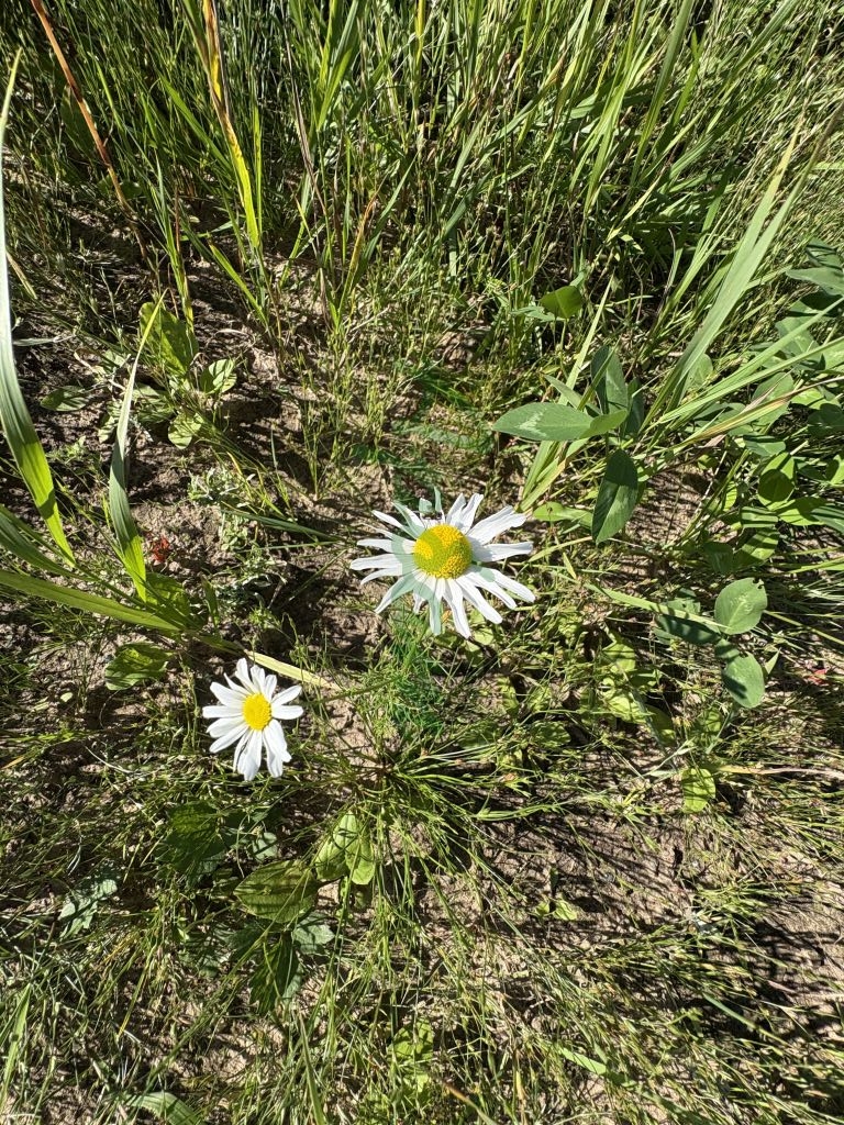 Продажа дома, 140м <sup>2</sup>, 8 сот., Сакулино, Некрасова,  16