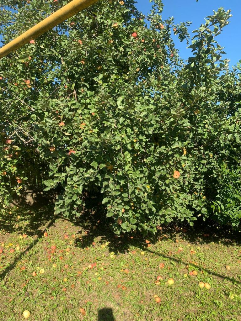 Продажа дома, 50м <sup>2</sup>, 10 сот., Тарханово