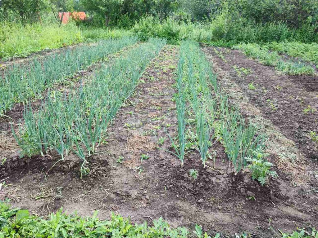 Продажа участка, Лубянцы, д 1а