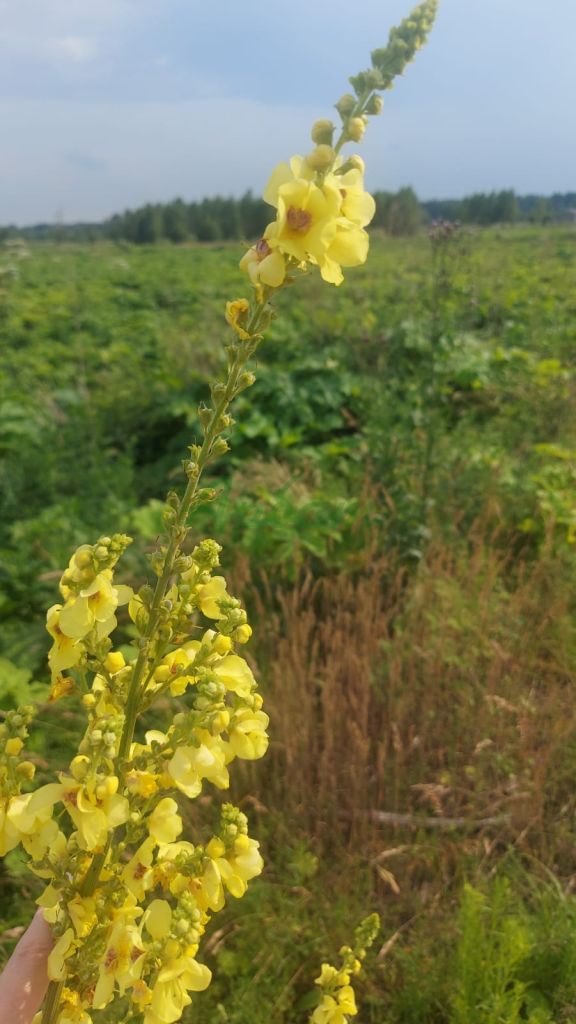 Продажа участка, Городня