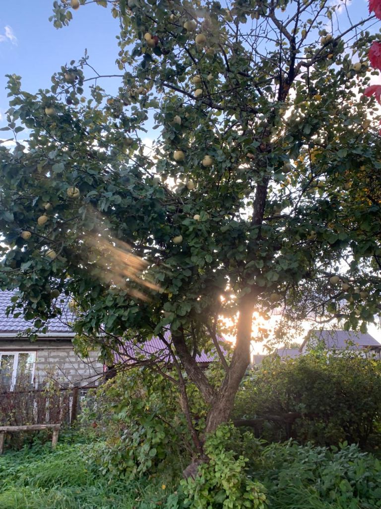 Продажа дома, 45м <sup>2</sup>, 6 сот., Борисково