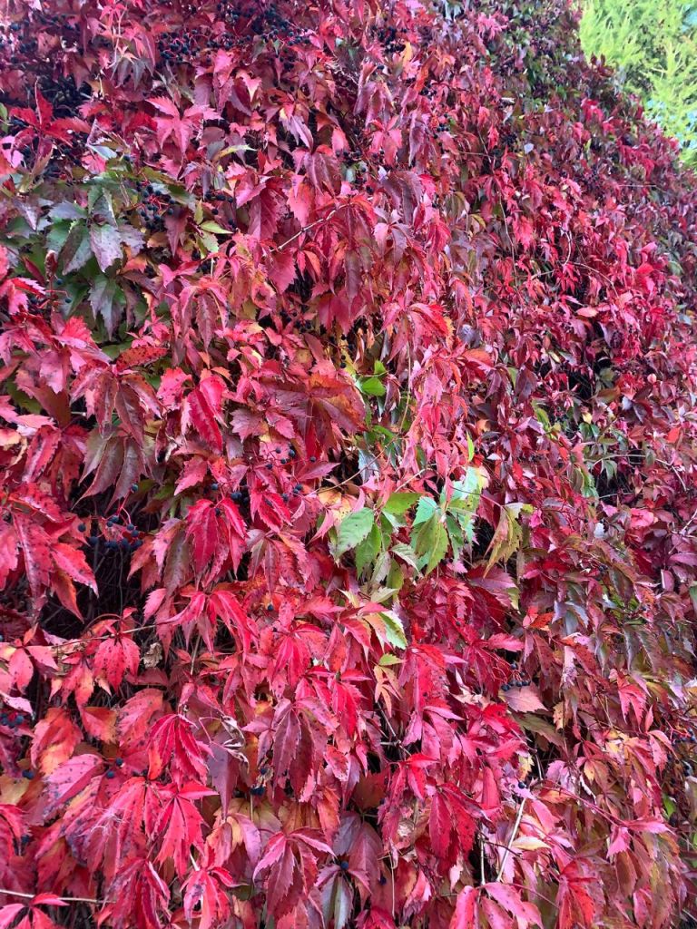 Продажа дома, 45м <sup>2</sup>, 6 сот., Борисково