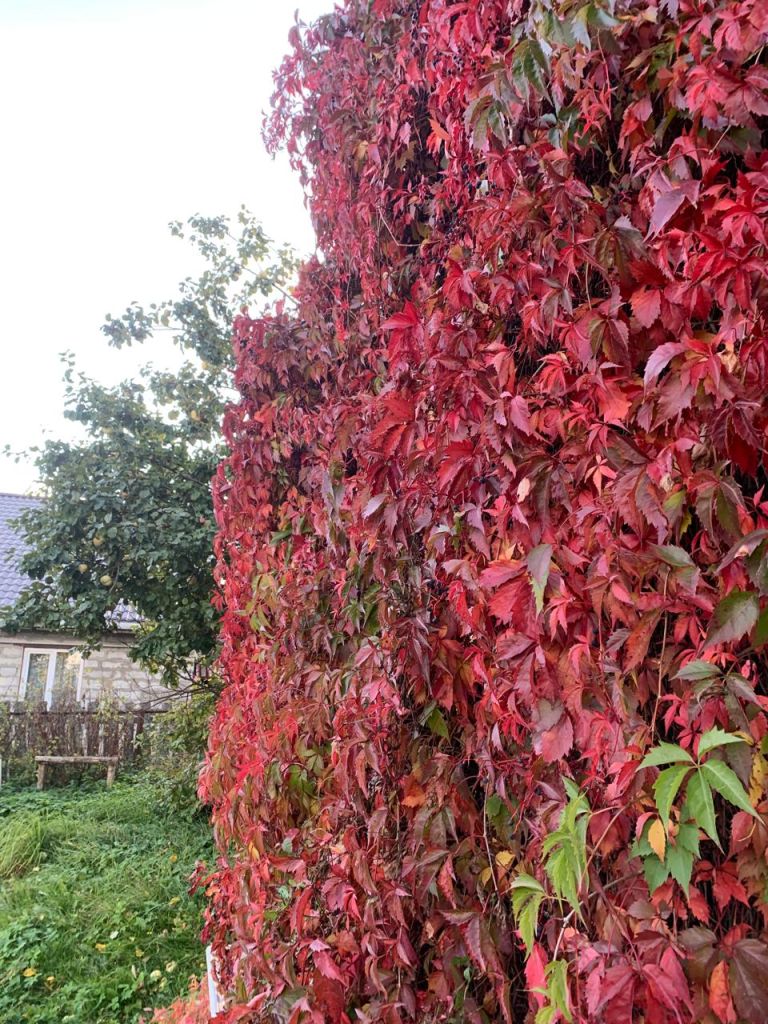 Продажа дома, 45м <sup>2</sup>, 6 сот., Борисково