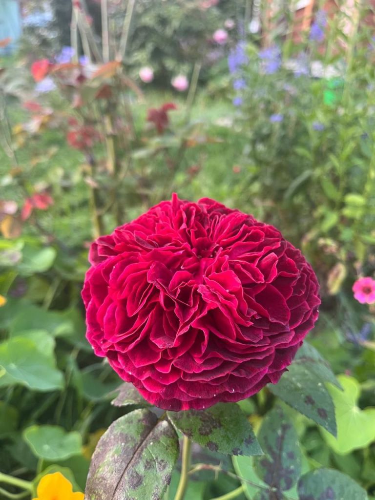 Продажа дачи, 80м <sup>2</sup>, 5 сот., Пушкино, Снт дзержинец,  43