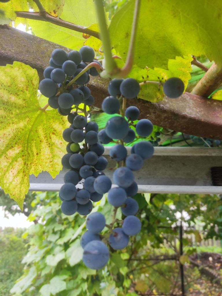 Продажа дачи, 80м <sup>2</sup>, 5 сот., Пушкино, Снт дзержинец,  43