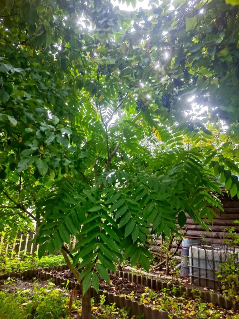 Продажа дачи, 80м <sup>2</sup>, 5 сот., Пушкино, Снт дзержинец,  43