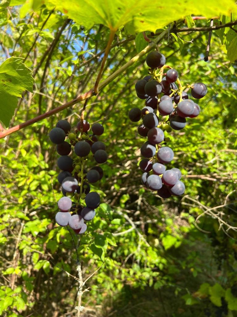 Продажа дома, 70м <sup>2</sup>, 15 сот., Алферово