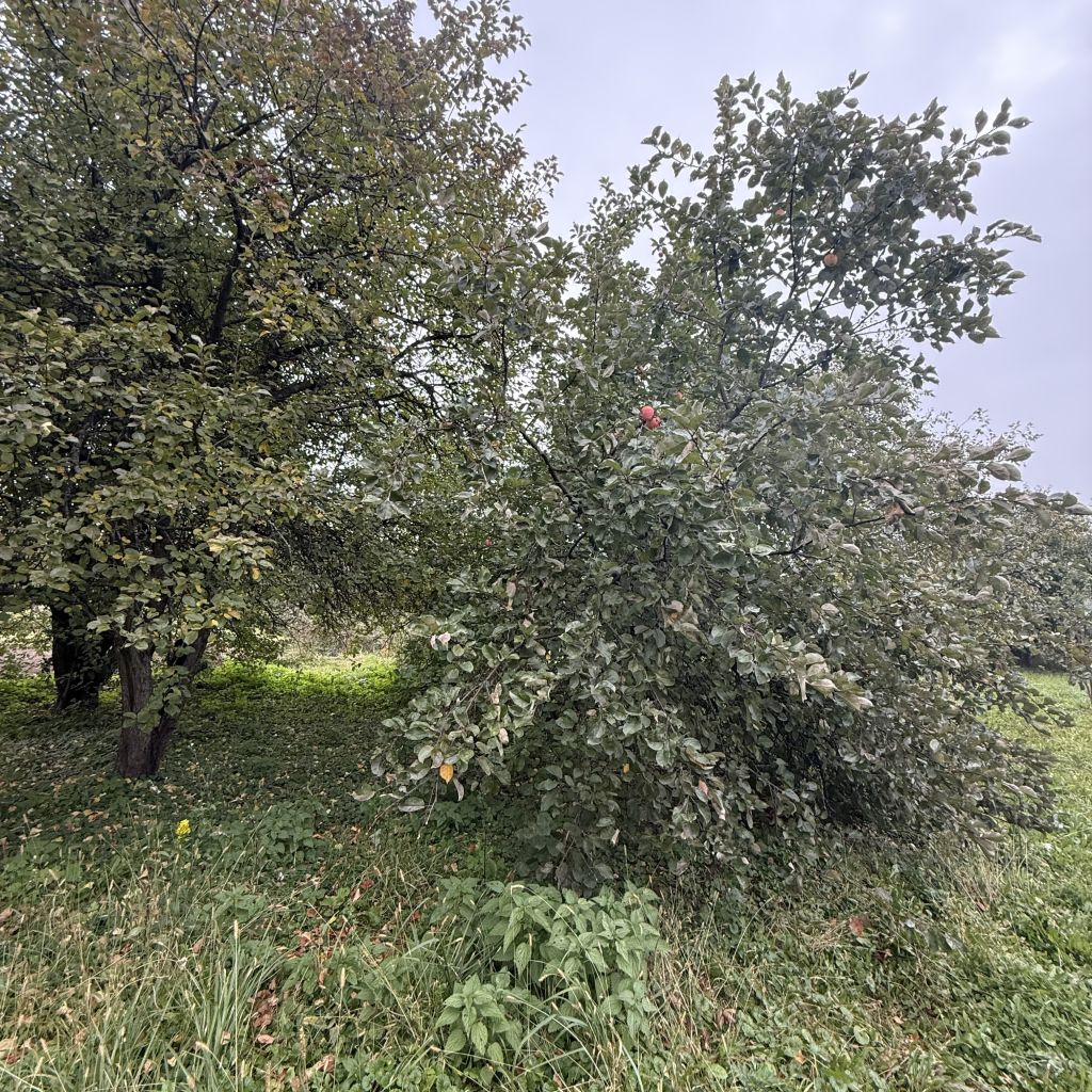 Продажа дома, 23м <sup>2</sup>, 29 сот., Варганы, Центральная ,  12