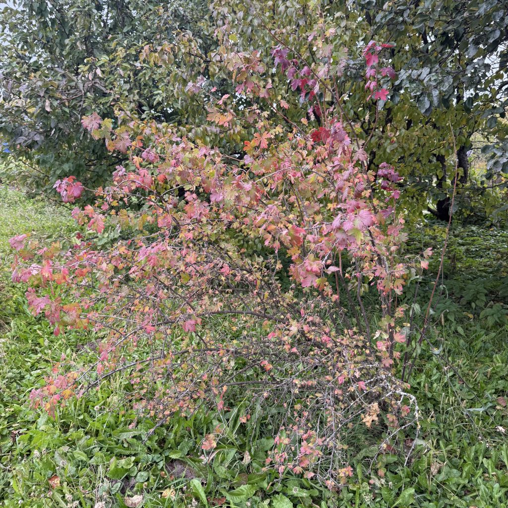 Продажа дома, 23м <sup>2</sup>, 29 сот., Варганы, Центральная ,  12