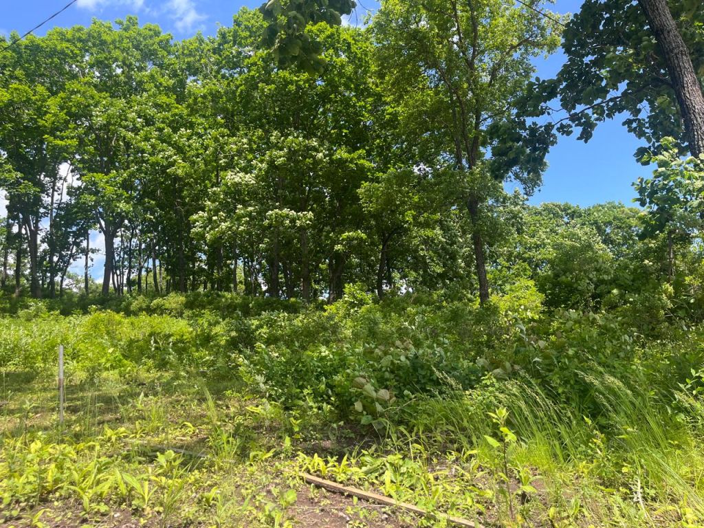 Продажа участка, Ливадия, Лесная,  2