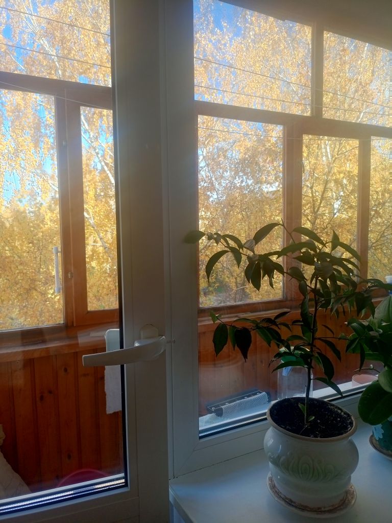 Продажа 1-комнатной квартиры, Кстово, Ступишина ул,  3