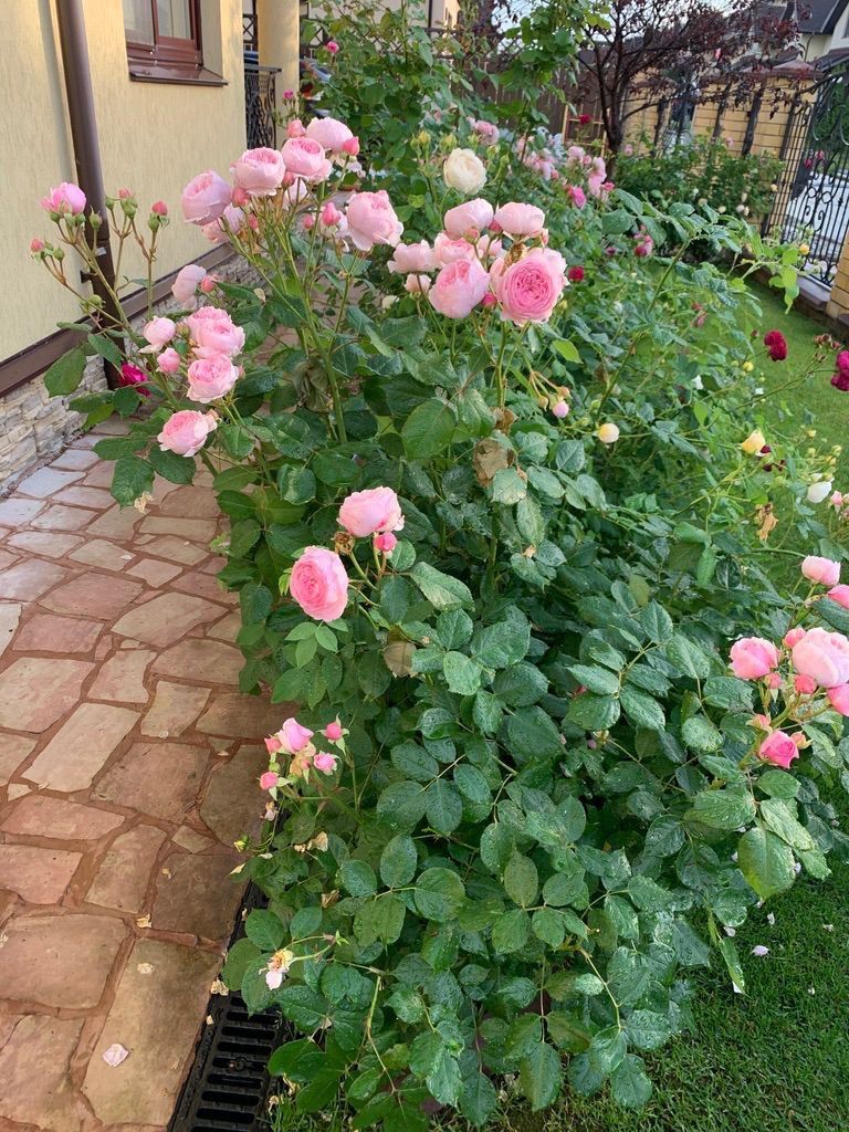 Продажа дома, 206м <sup>2</sup>, 10 сот., Шумилово, Карловы вары,  11