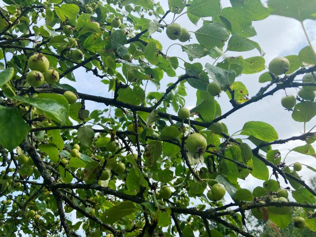 Продажа дачи, 20м <sup>2</sup>, 5 сот., Кострома, Спутник СНТ (Вологодское шоссе)