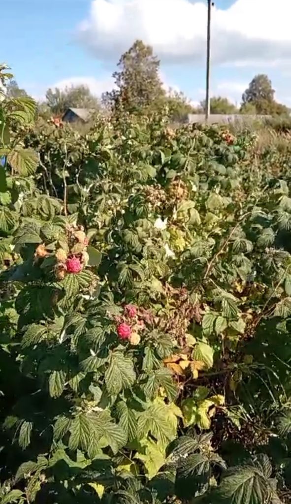 Предложение: участок