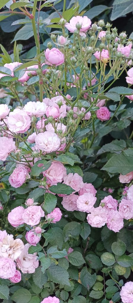 Продажа дома, 155м <sup>2</sup>, 5 сот., Шуя, Пушкинский 6-й пер