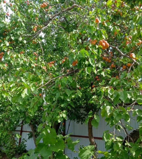 Продажа дачи, 30м <sup>2</sup>, 4 сот., Саратовская