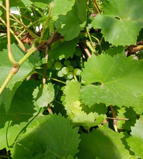 Продажа дачи, 30м <sup>2</sup>, 4 сот., Саратовская