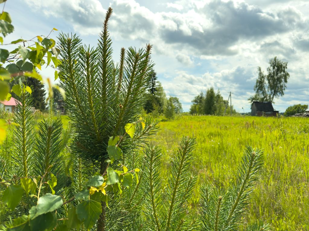 Продажа участка, Ворокса