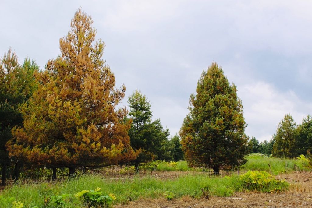 Продажа участка, Озеро